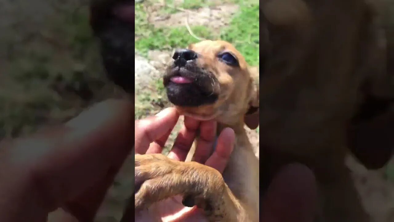 The Sheep Puppy Dog