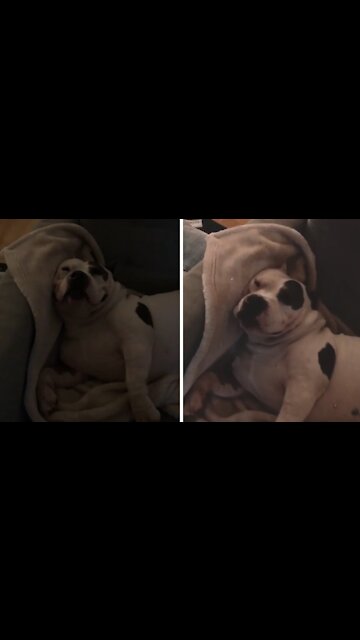 It’s koda’s world 🌎 and we’re all just extras in it.