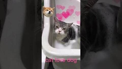 🐱Cutest Cats🐱A cat in a bath is thinking of a dog.