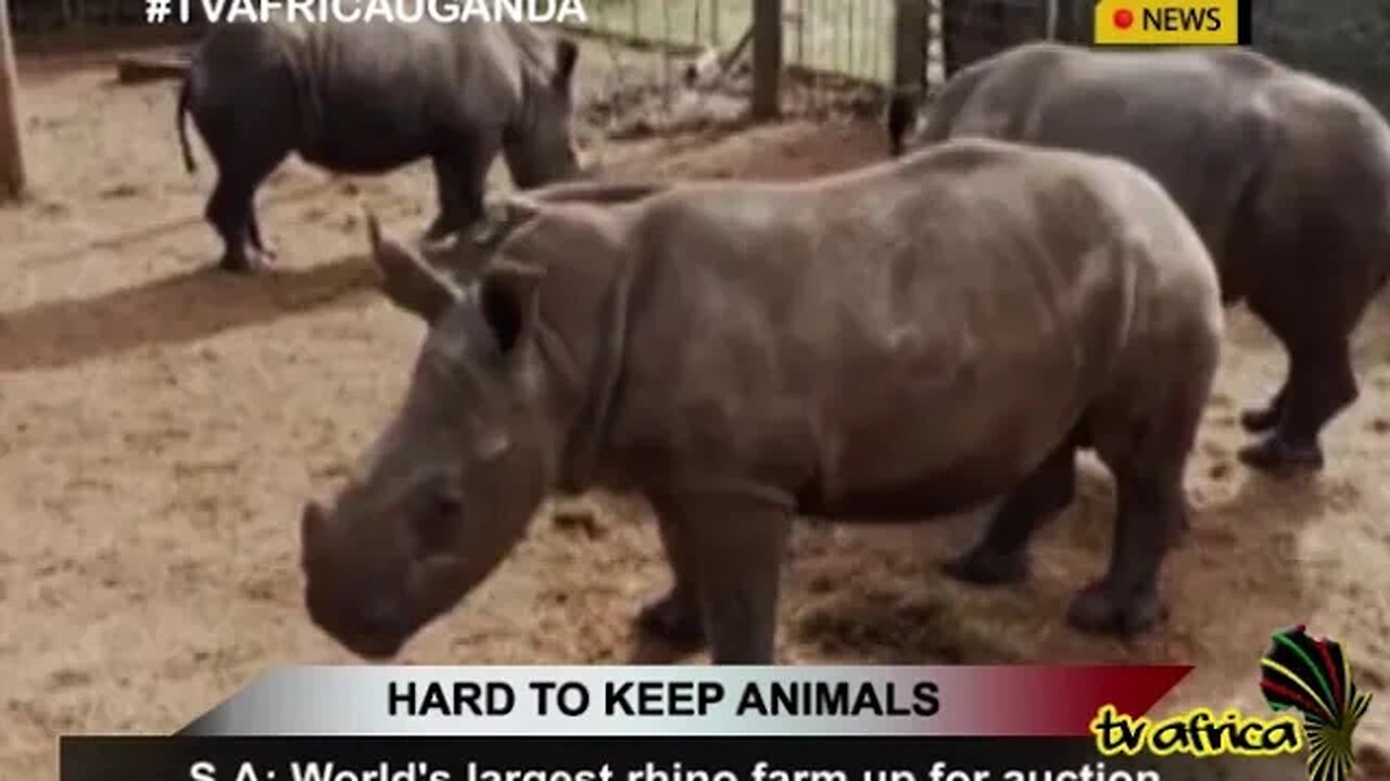 HARD TO KEEP ANIMALS: S.A: World's largest rhino farm up for auction