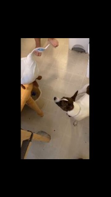 Princess gets a Giant Hersheys Kiss