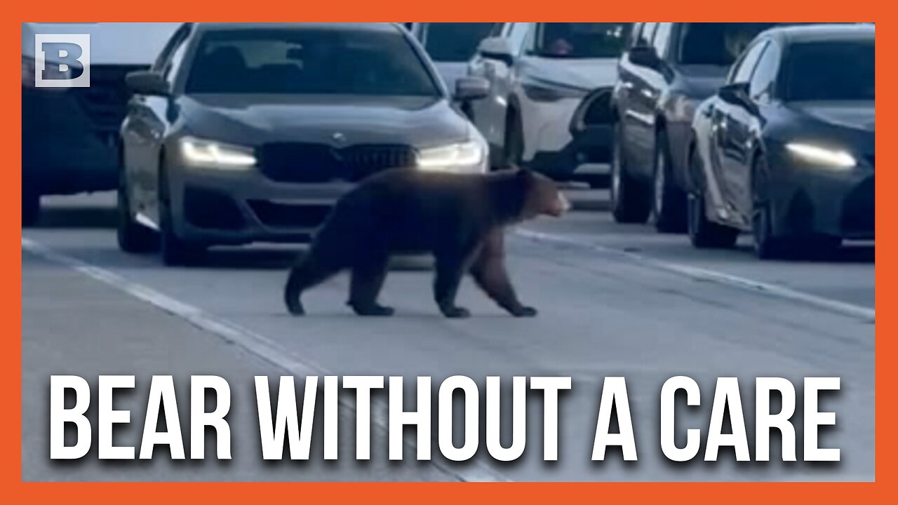 Wandering Bear Stops Traffic on California Highway