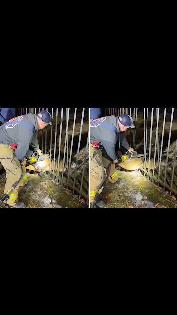 Firefighters separate bars to free deer trapped in fence