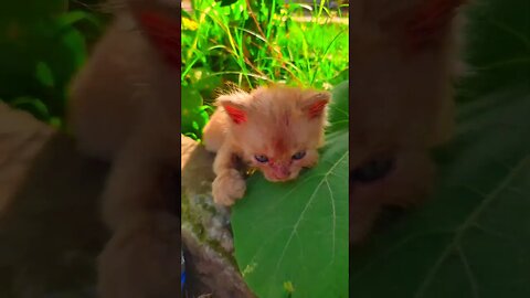 Cute Cats🐈‍⬛😘🥰#cats#cutecat#cutecatshorts#pets#cutepets#funnycats#viral#tiktok#viralvideo#funnycats