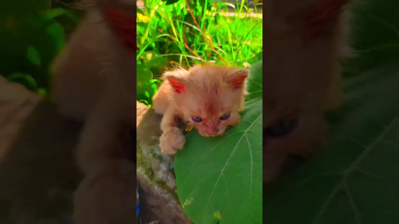 Cute Cats🐈‍⬛😘🥰#cats#cutecat#cutecatshorts#pets#cutepets#funnycats#viral#tiktok#viralvideo#funnycats