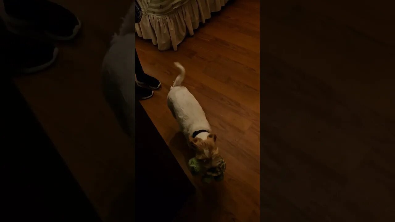 Beautiful sploot turns into exciting butt wiggle 🤣 🐕 #sploot #jackrussell #cutedog #dogsofyoutube