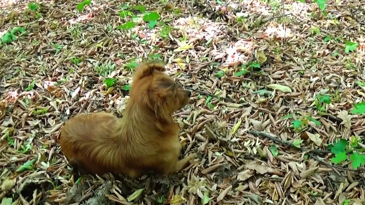 Cat Makes a New Puppy Friend