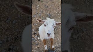 3 day old goats. #farmlife #farm #nigeriandwarf #goats