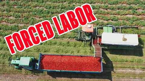 BBC report on Chinese FORCED LABOR tomatoes