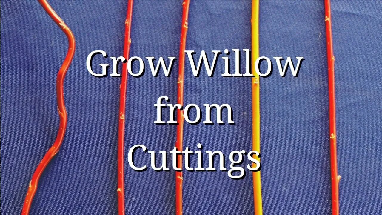 Grow WIllow from Cuttings (dogwood too)