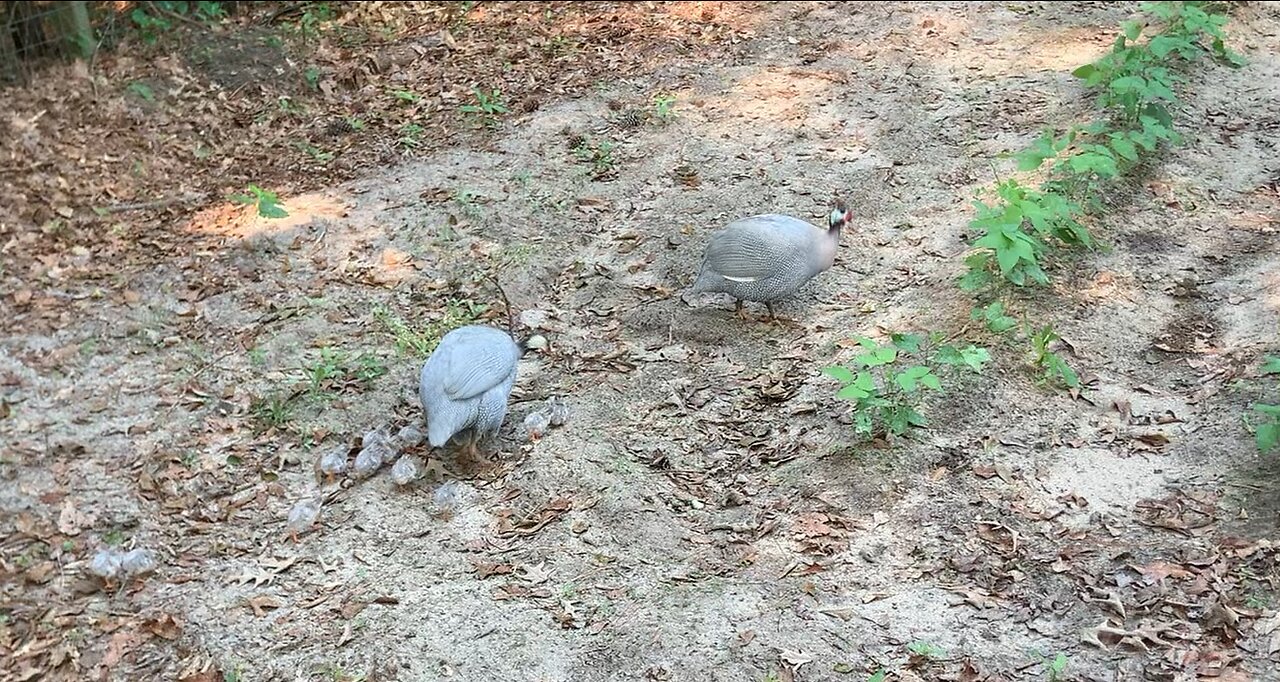 Guinea