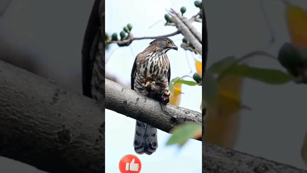 Falcão captura filhote de macaquinho