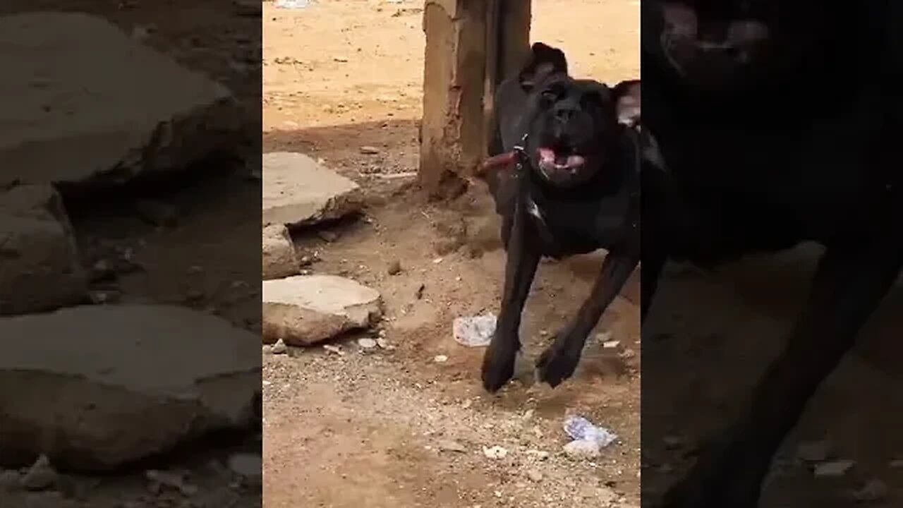 Boerboel dog Barking||dog sound #doglover #dogbarking #shorts #trending #pet