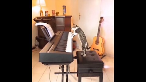 🐱Best Funny Cat Videos That Will Make You Laugh All Day Long 🤣🤣