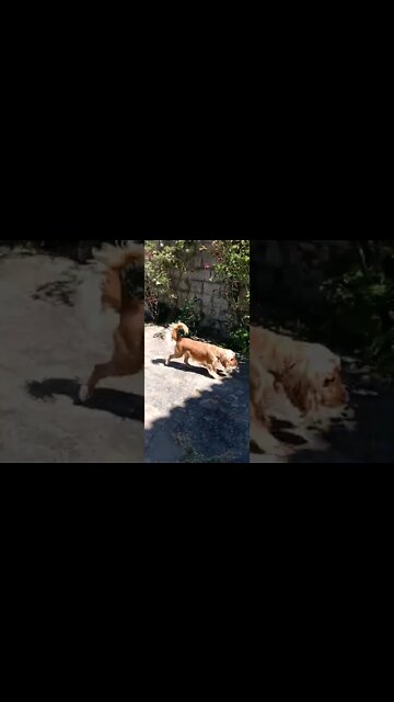 #dogshow , #amimals , #dogs , #shorts