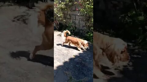 #dogshow , #amimals , #dogs , #shorts