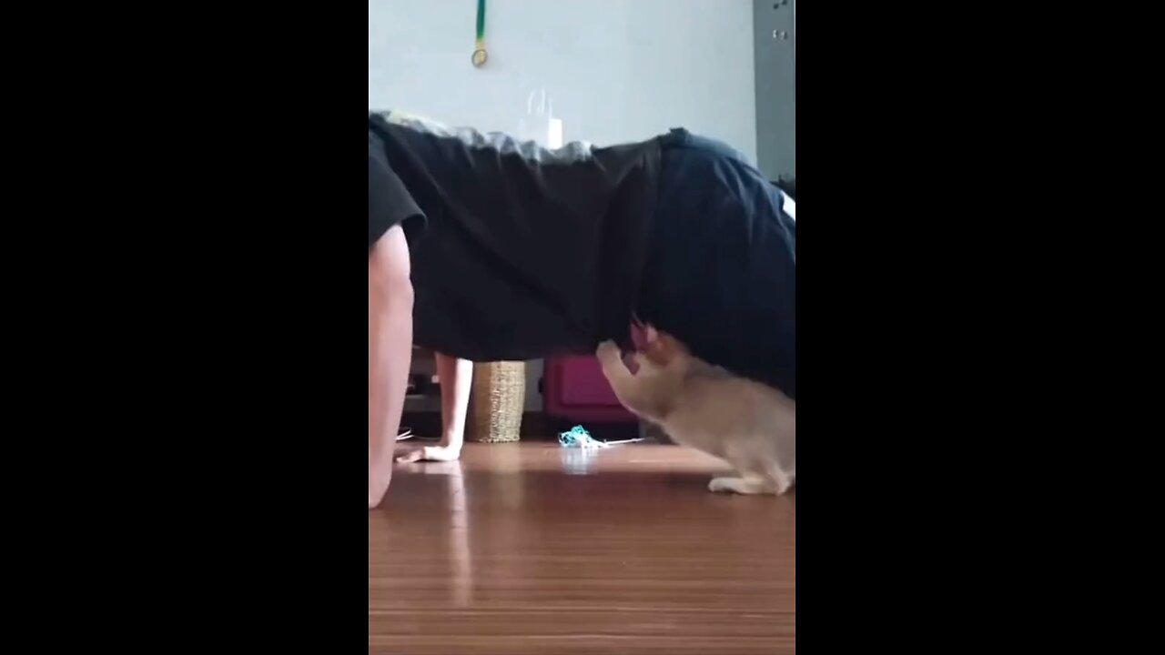 funny videos🤣😂#2