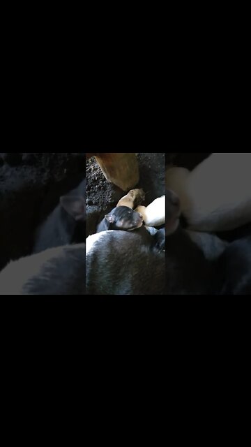 9 Puppy Dogs Born very Cute adorabile #shorts #pets #puppy #dog #dogs