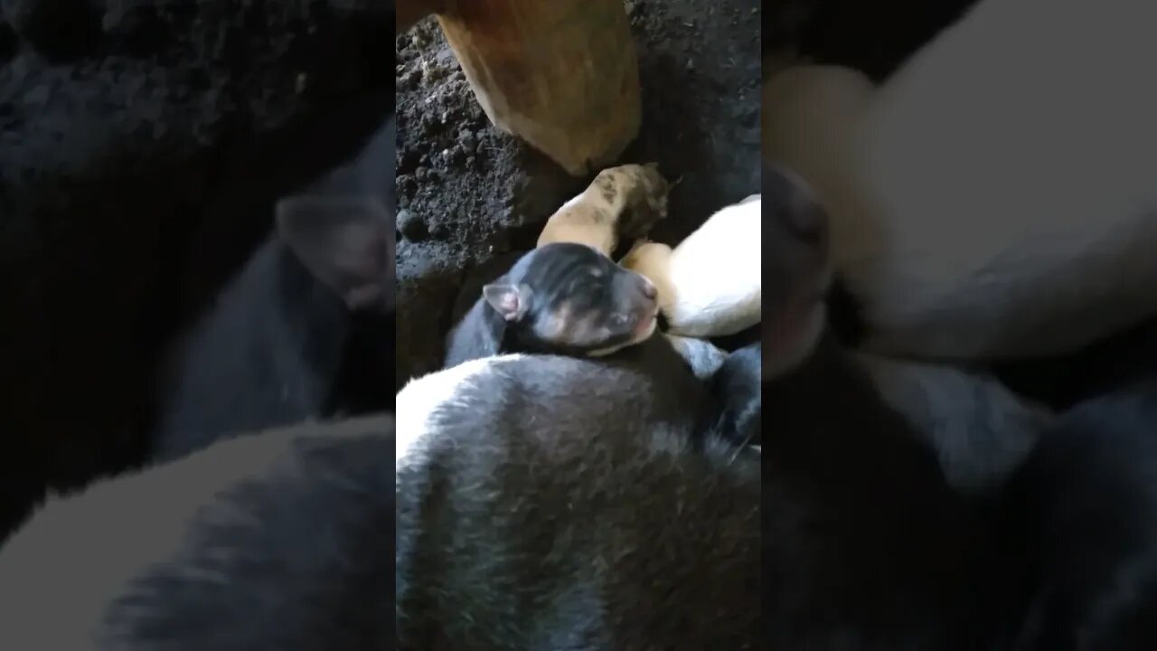 9 Puppy Dogs Born very Cute adorabile #shorts #pets #puppy #dog #dogs