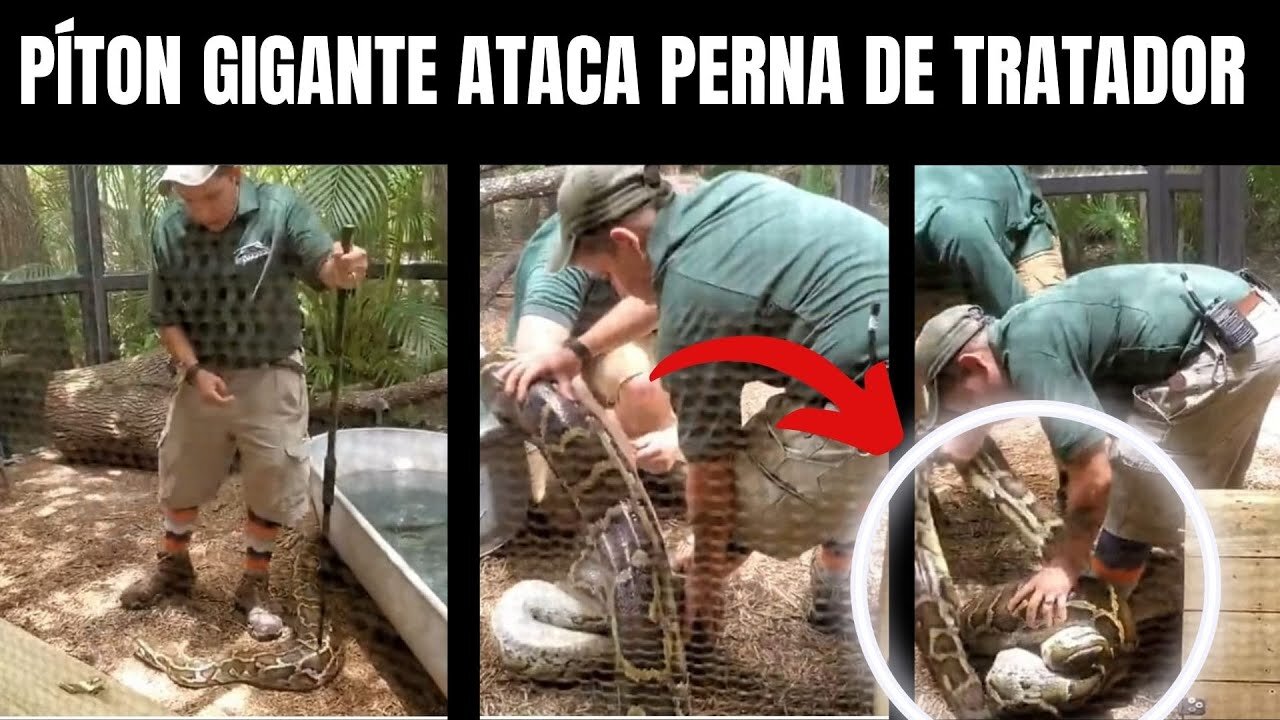 Píton Gigante Ataca perna de Tratador | Biólogo Henrique o Biólogo das Cobras