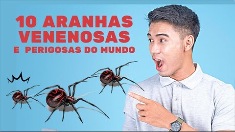 10 aranhas venenosas e perigosas do mundo