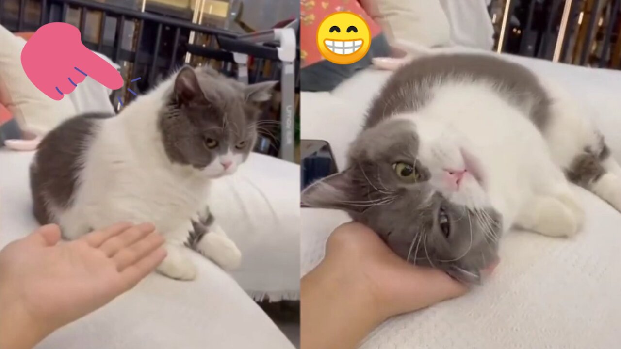 cute cat 🐈 funny reaction