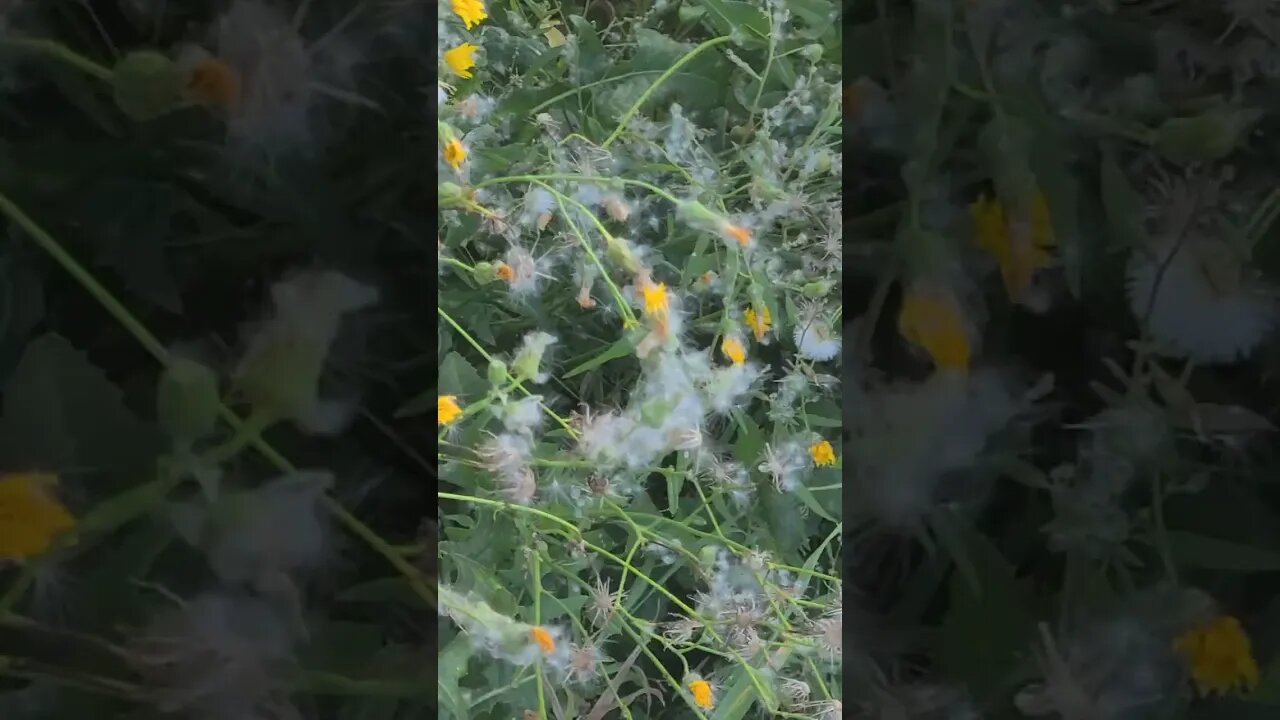 what plant is this? #shorts