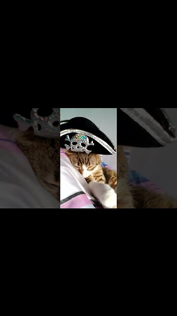 Sleeping Pirate Cat