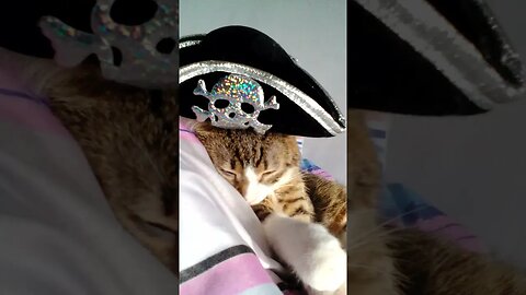 Sleeping Pirate Cat