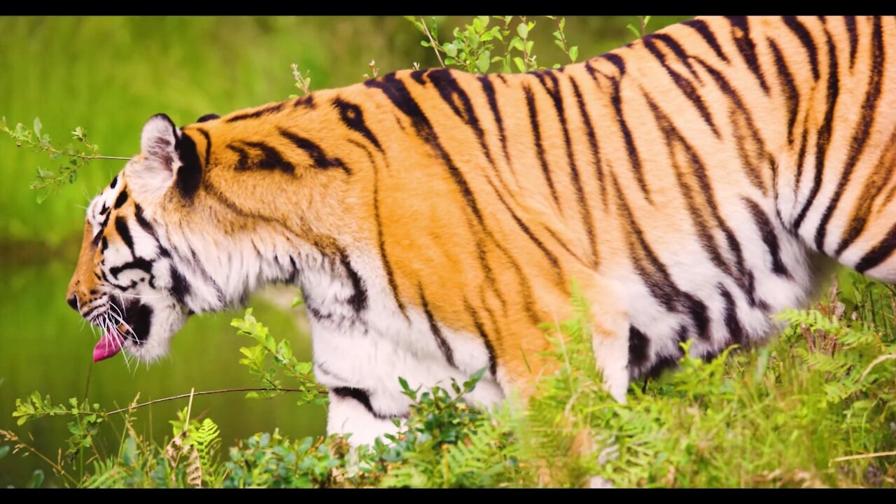 Tiger Video