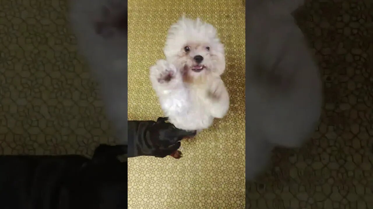 It's MINE! It's MINE!! I SAID IT"S MINE!!!#doglovers #shorts