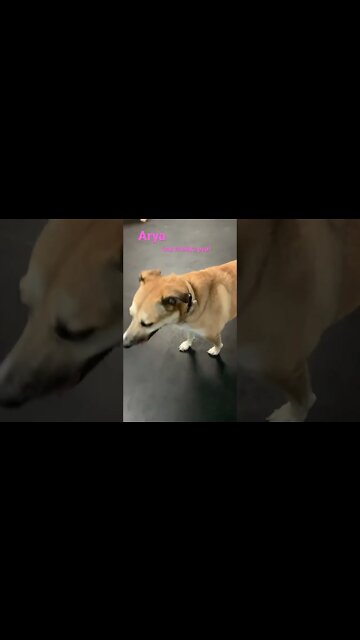 [Shorts 0101] ARYA [#dogs #doggos #doggies #puppies #dogdaycare]