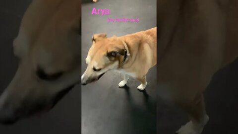[Shorts 0101] ARYA [#dogs #doggos #doggies #puppies #dogdaycare]