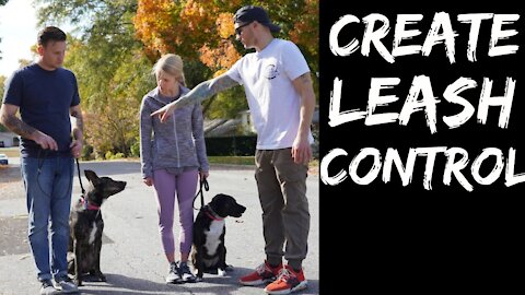 How To Teach Your Dog To Stop Pulling And Walk Nicely On A Leash!