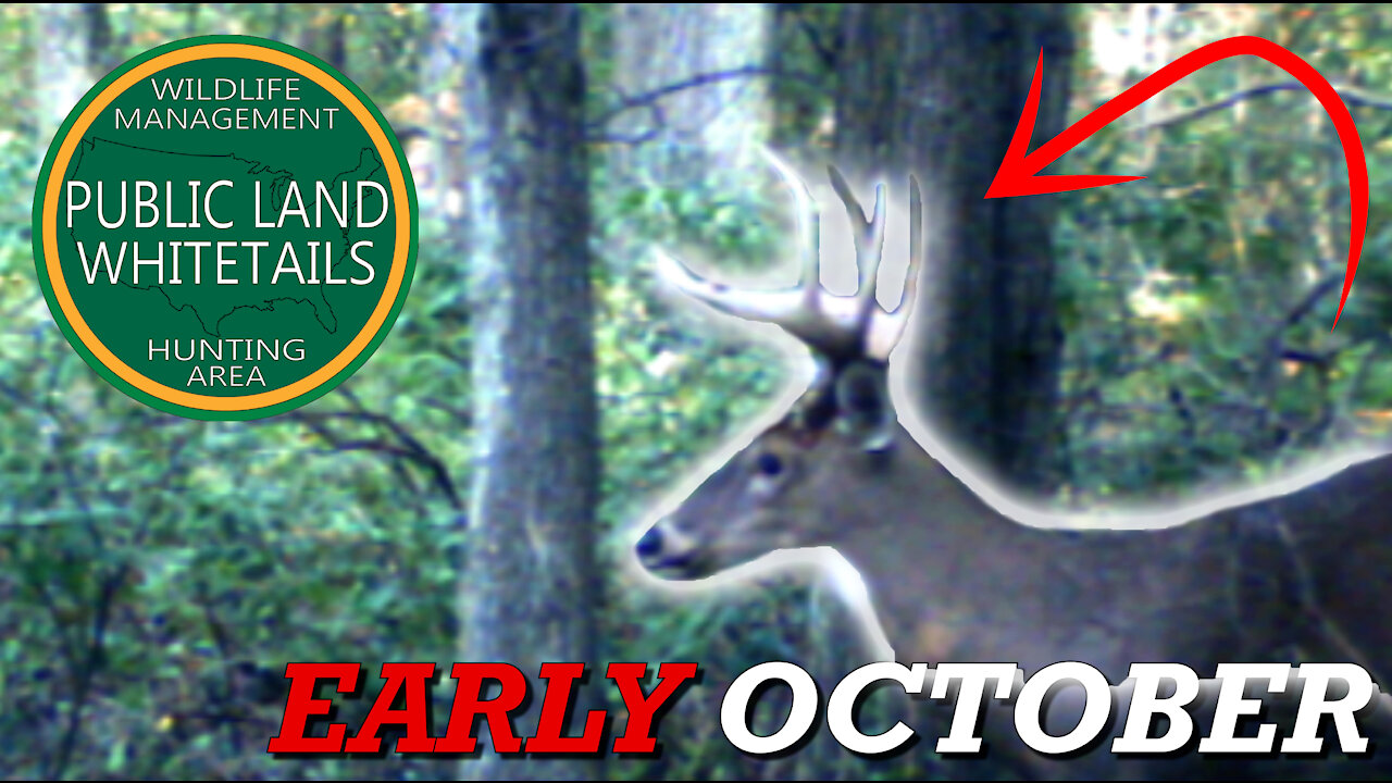 Mature Michigan Whitetail | Early October Deer Hunting | Michigan Deer Hunts