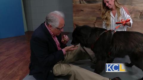 Healthy treats for four-legged friends