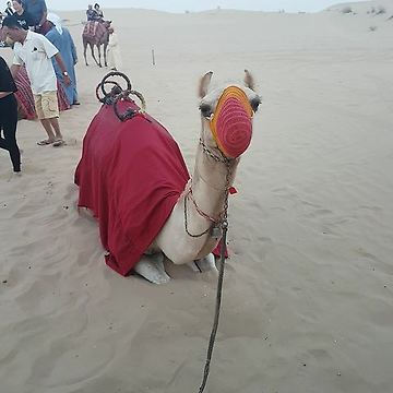 See How Camel Reacts To The Camera!! ADORABLE