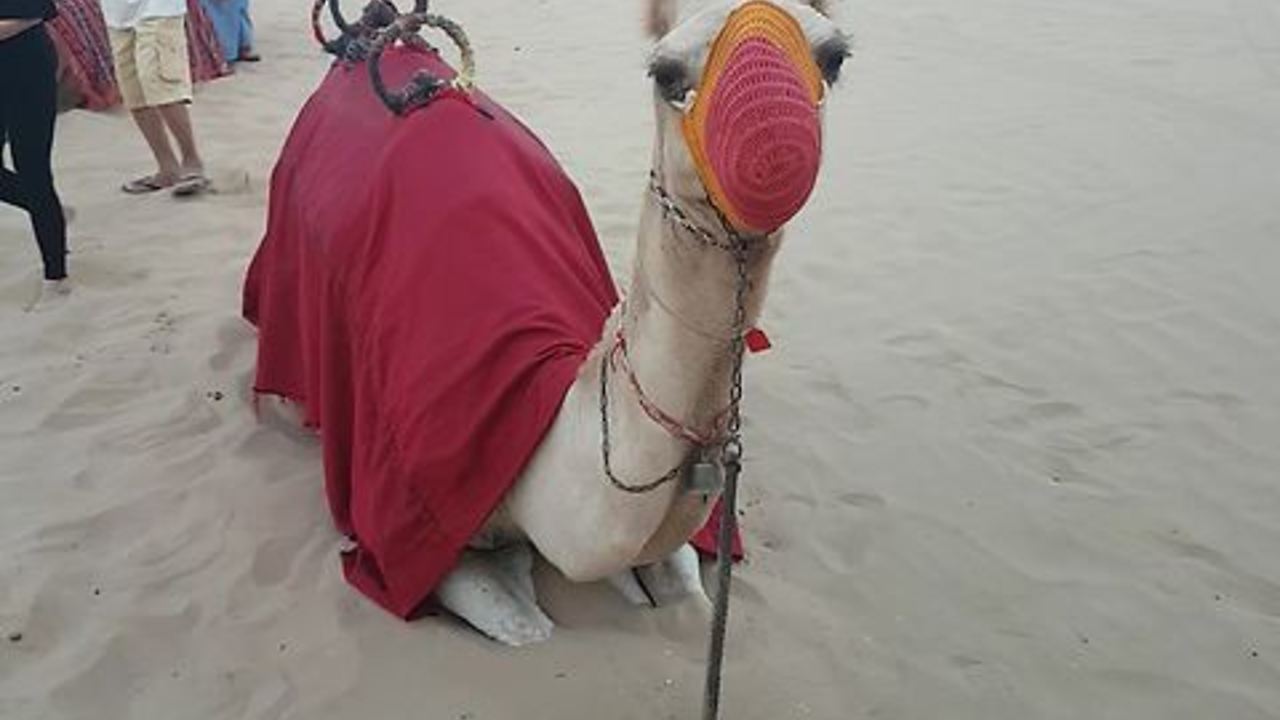 See How Camel Reacts To The Camera!! ADORABLE