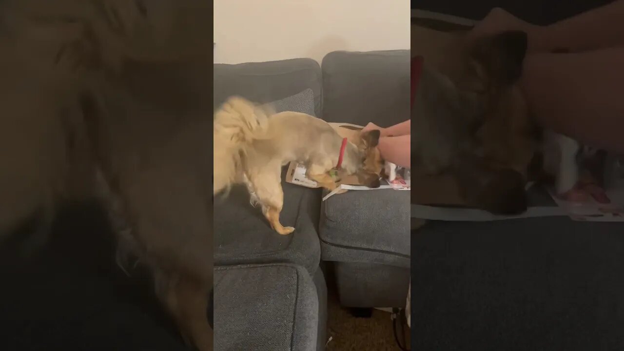 Doggy Package Day