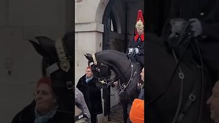 get back tourist touches reins #thekingsguard