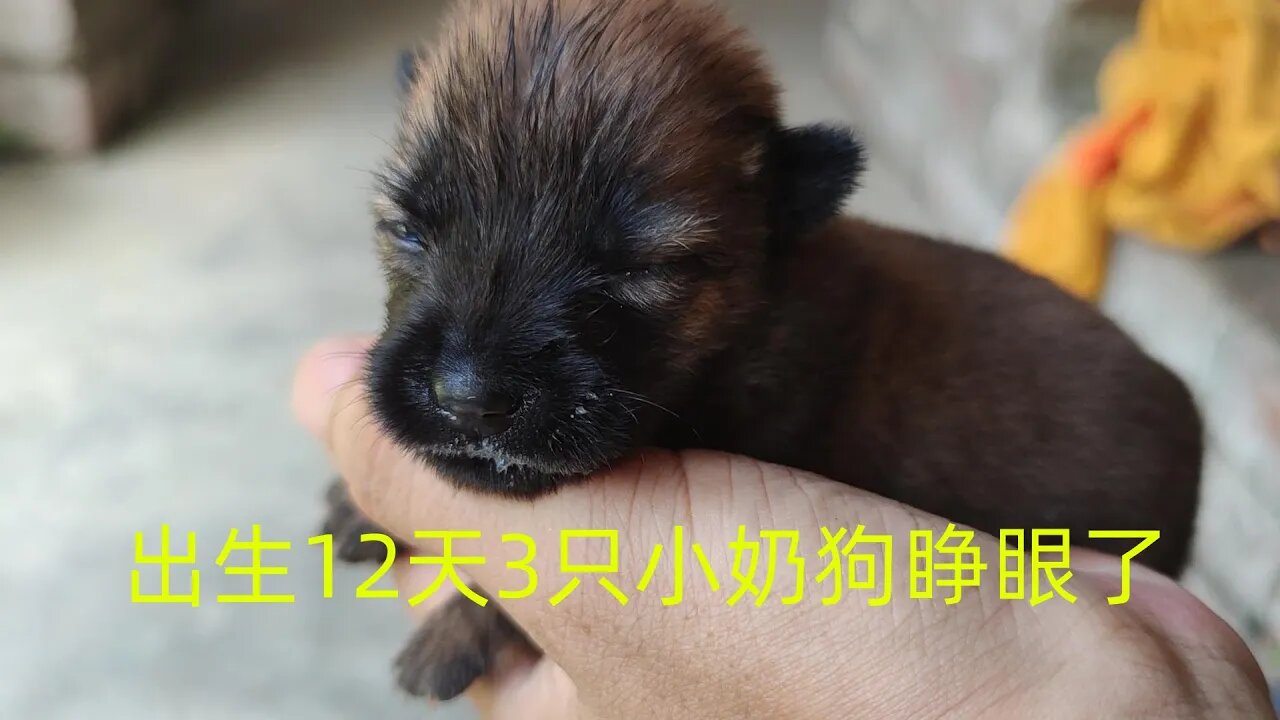 出生12天的3只小奶狗睁眼了,隔着屏幕都透着一股奶气,跌跌撞撞的萌翻了,期待它们茁长成长!