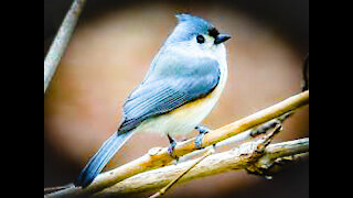 EARLY TO BED, EARLY TO RISE, WHO'S FIRST AT THE BIRD FEEDERS!