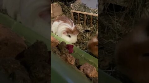 Guinea pig Fergus