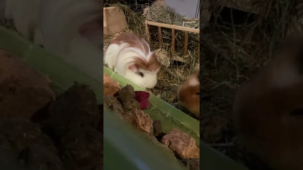 Guinea pig Fergus