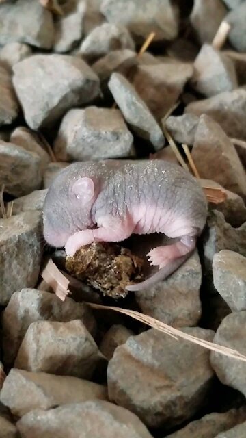 Newborn Mouse Size Of Fingernail