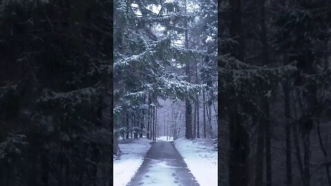 Walking through the snow covered forest #shorts