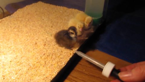 "Little Chicks Chasing After Eyedropper Tip"