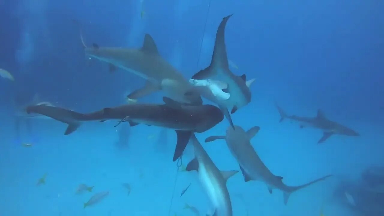 'Stache goes diving with SHARKS!!!