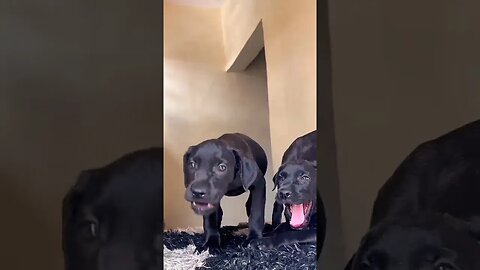 Cane Corso puppy barking||dog sound #shorts #puppy #puppybarking #viralshorts