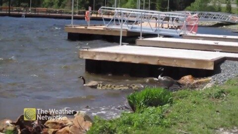 Time to teach the goslings how to handle the rough water